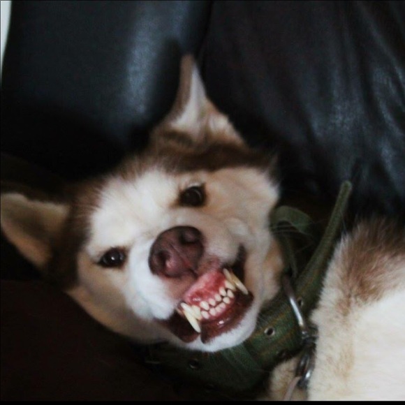 Meet your Posher, Steve - Picture 1 of 1